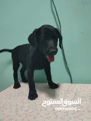  1 Labrador retriever puppies available