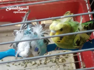  4 جوز (هوقو ياباني) الصلات على النبي الجوز مرتبات
