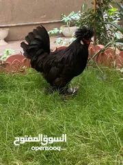  1 دجاج زينة سلطاني