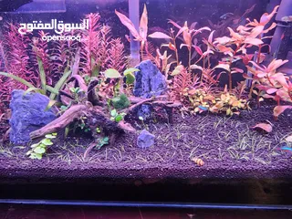  2 حوض كرستال نباتي