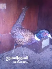  8 طقم فازنت انثايتين وذكر بياضات