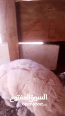  4 خاروف للبيع