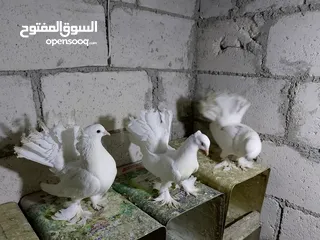  11 جواز حمام شغلات ميه بل ميه