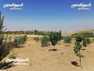  11 مزرعة مساحتها (5181م2 ) السلط - البطين الجنوبي مستويه و مسيجه و مشجرة بالاشجار المثمره