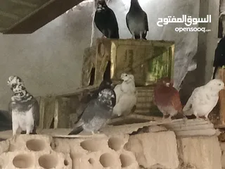  7 انواع حمام مشكلة للبيع