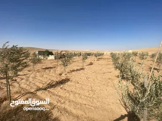  12 مزرعه زيتون