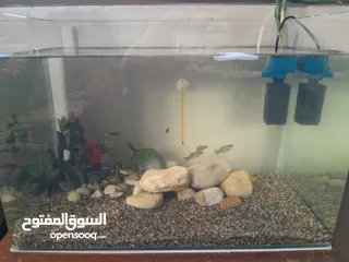  6 حوض سمك اجنبي جديد مع كامل مستلزماته اذا شرا ما بنختلف ان شاء الله على السعر  حوض مميز جماليا