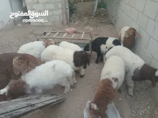  9 عبر عمر 3 شهور  عدد9