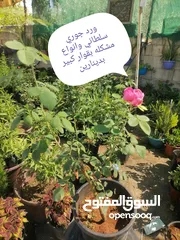  5 اشتال للبيع يتوفر اشتال منوعه وجميله