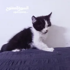  5 قطط هيمالايا رمادي