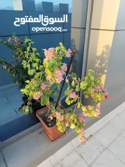  1 Bougainvillea