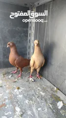  4 جواز حمام للبيع