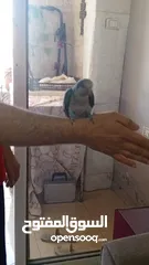  3 زوج ببغاء كويكر للبيع مع قفص تقريباً 90 سم