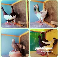  7 جواز نخب اول+ مخاليف