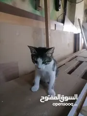  4 قطط للتبني