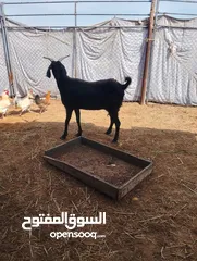  2 شاه ضخمه باكستانيه