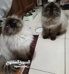  2 هيمالايا بلو بوينت ذكر وأنثى عمر سنه ماخدين جميع المطاعيم وحبة الدود لعوبين جدا مواليد 2024/5/25