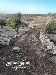  2 ارض للبيع مزروعة زيتون في صوريف