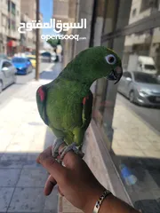  4 أليف  نوع امازوني بطلع على اليد