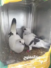  6 جواز بواز 3جواز بسعر حرق
