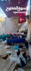  8 فراخ بلدي عمر شهرين واسبوع مطعمات جميع التطعيمات صحه ونظافة وحجم