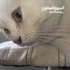  4 قط شيرازي للبيع