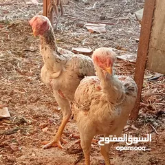  2 جاجتين فارسي نخب أول