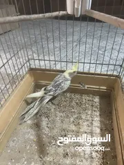  5 طيور كوكتيل للبيع