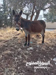  3 حمارة للبيع