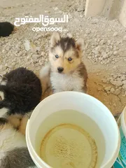  1 جرو هاسكي ذكرللبيع