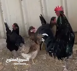  2 ديج و اربع دجاجات