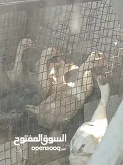  4 وز افريقي.بيض .فراخ . اطقم شغال