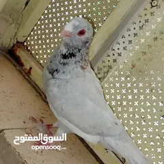 8 حمام للبيع التفاصيل آخر الاعلان