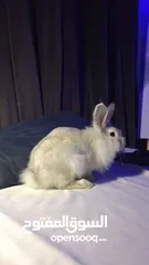  1 rabbit&bunny ارانب