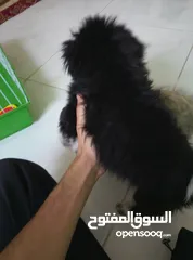  10 كلاب لولو فوكس مستوى عالي عمر شهرين و نص ماء شاء الله حبات مرتبه بسعر مغري مقارنه بسعر سوق
