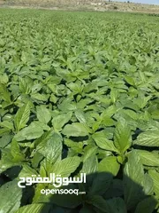  15 ملوخيه مغسله ومنقبه فرم ناعم جاهزه للطبخ وللتفريز وموجود ناشفه مفروكه وناعمه بدون عيدان مغسله