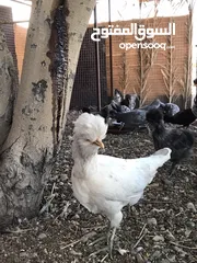  1 الدجاج السلطاني