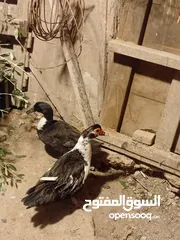  1 جوز أرانب وجوز بط بلدي و دجاجه بندوقة باكستاني بدها ترقد