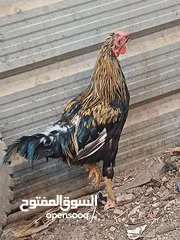  1 ديج لبيع لسعر 20