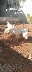  2 موجود حبش العمر شهرين5