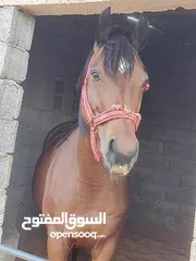  4 فرص البيع  انكليزيه