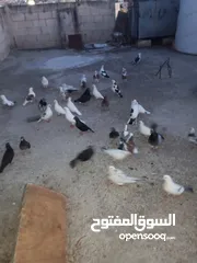  1 حمام .......