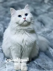  1 قطة هملايا عمر 7 اشهر