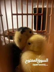  3 بطاط فرنسي