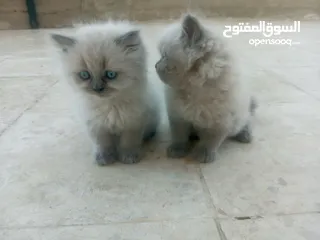  2 قطط هملايا للبيع ذكر وأنثى العمر شهر ونص لعوبات
