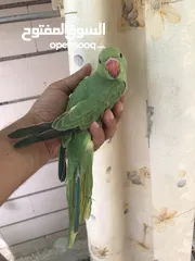  4 Pet Ring-necked Parakeet local breeding