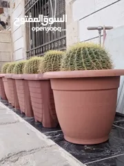  4 نبات الكره الذهبيه او ساده حماتي