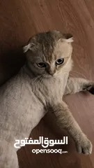  2 قطط سكوتش فولد  Scottish fold