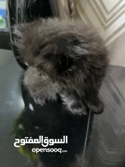  6 قطط كيتين (kitten ) همالايا   من ام هيمالايا واب بيكي فيس