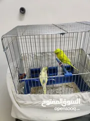  2 جوز طيور حب مع القفص